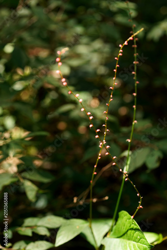 Obraz na plátně Hylodesmum podocarpum subsp. oxyphyllum