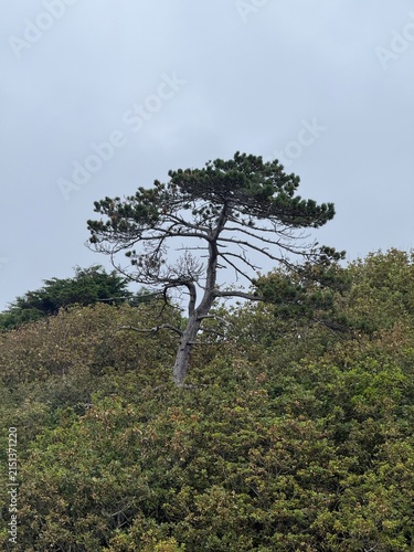 Foto Lone windswept tree at Hendre Mynach near Barmouth, Wales