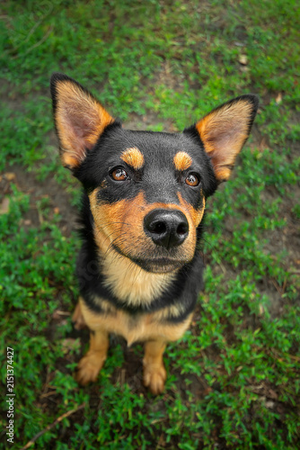 A red colored dog lies in the grass