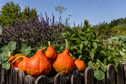 Ernte auf dem Hochbeet
