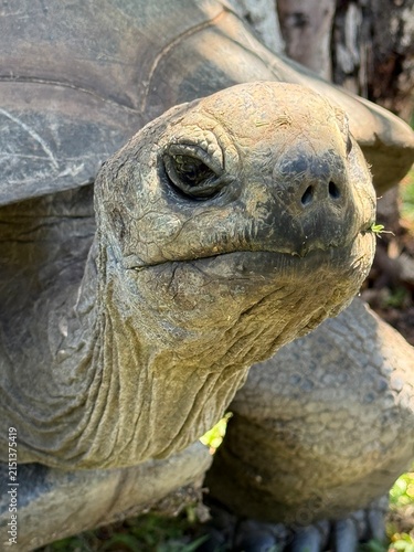 Close-up portrait of a giant land tortoise — textured skin, vertical