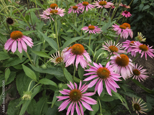 A cluster of vibrant purple coneflowers blooms in a lush garden setting.