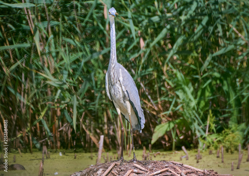 A grey heron is hunting on the lake.