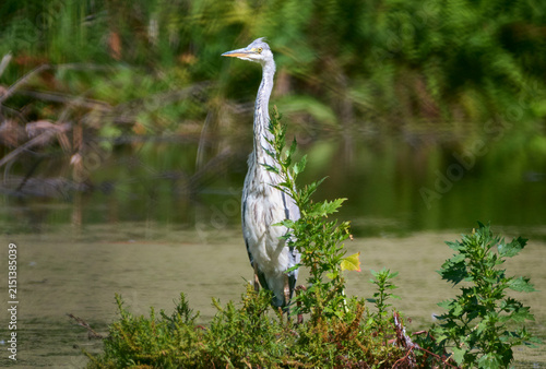 A grey heron is hunting on the lake.