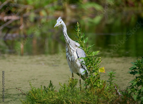 A grey heron is hunting on the lake.