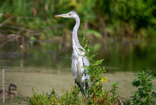 A grey heron is hunting on the lake.