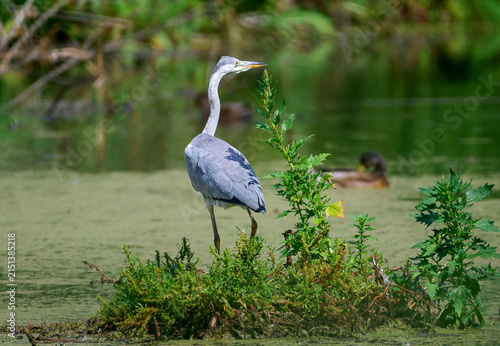A grey heron is hunting on the lake.