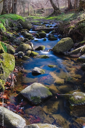 Canvas Print stream in the forest