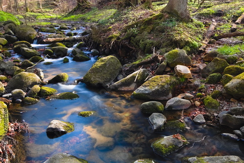 Photography stream in the forest