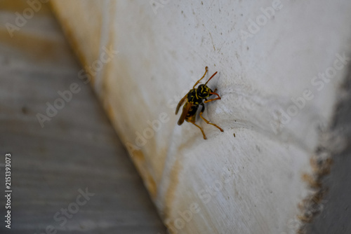 Cuadro en lienzo Close-up of a European paper wasp on a textured wall, showing detailed features