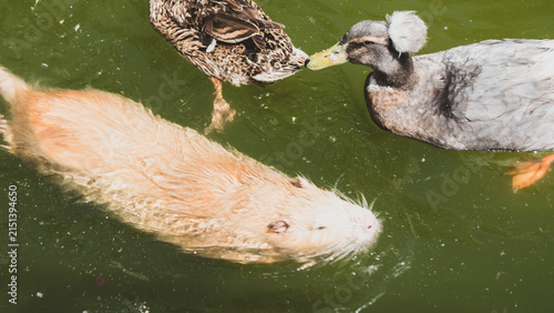 Fotografie Golden nutria or coypu swimming in green water next to crested domestic ducks in a pond