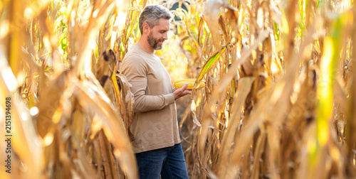 Maize crop harvest. Maize harvest farming. Farmer man harvesting in corn field. Harvest crop in cornfield. Farmer man on field with maize basket. Hispanic farmer with corn harvest. Late maize