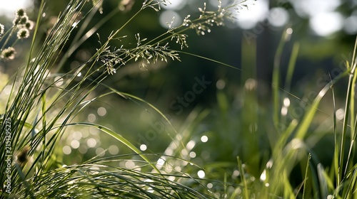 Fresh Green Grass Blades with Dew Drops in Morning Sunlight