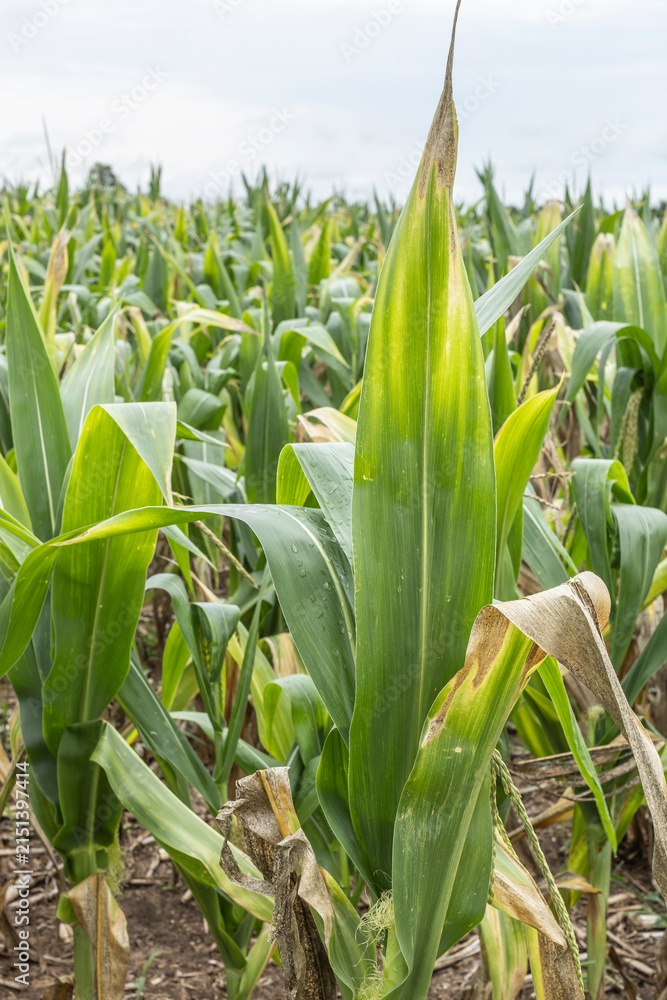 Fototapeta premium Portrait orientation of drought affected field corn with potassium deficiency.