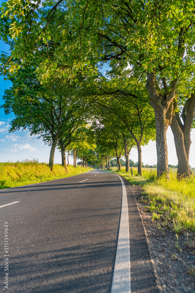 Obraz premium Scenic country way and spring nature. Rural road through alley. Rural way to village in countryside. Road in countryside. Country road with trees. Country road to village