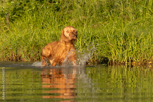 Jagdhund im See