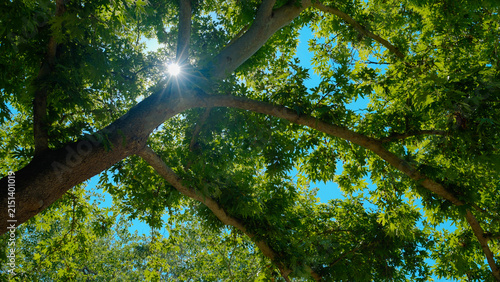 Sunlight filters through dense leaves of a large tree, blue sky