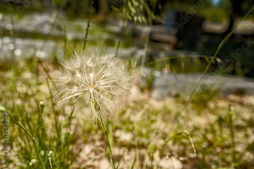 Close-up of a Western Salsify (Tragopogon dubius) on a meadow