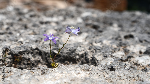 Purple Columbine flower (Aquilegia vulgaris) growing out of stone, sunny day