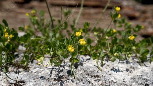 Small yellow flowers, Moneywort (Lysimachia nummularia) in rocky environment