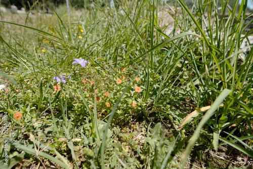 Photography Vibrant flowers on a green meadow, Olympia, Greece