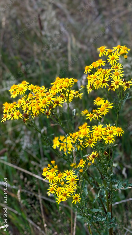 Fototapeta premium Cluster of vibrant yellow wildflowers blooming in a natural setting with green foliage and blurred background