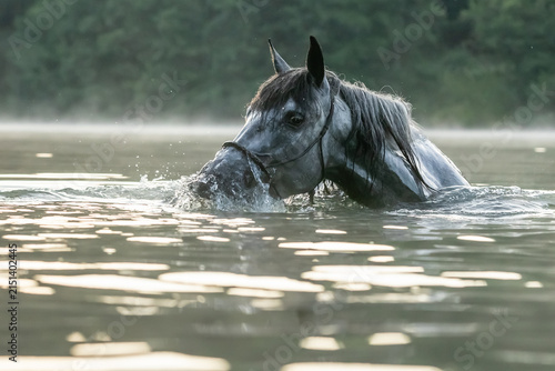 Andalusier schwimmt