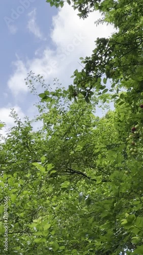 Branch of rippe and unripe mirabelle plums hanging from a green leafy tree in a natural outdoor setting 