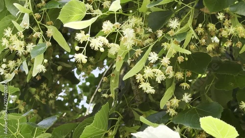 Close up of green foliage of a linden tree with clusters of small yellow flowers