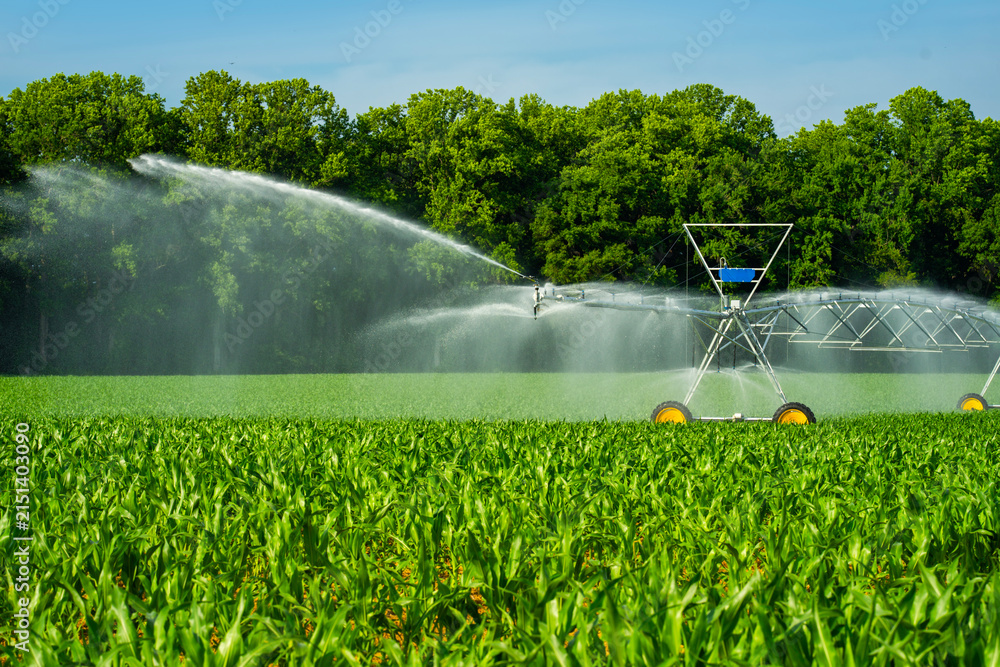 Obraz premium Irrigation beside watering sprinkler. Irrigation with watering sprinkler. Productive irrigation across farmland. Field irrigation for growth.