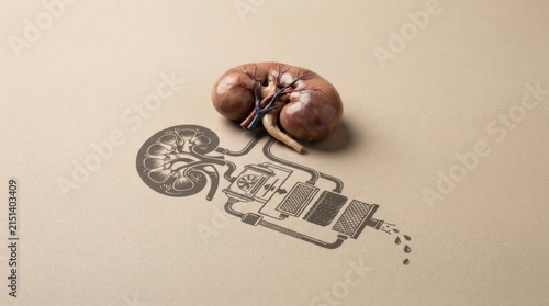 Human kidney placed beside a schematic dialysis machine diagram printed on paper for healthcare education and medical branding background