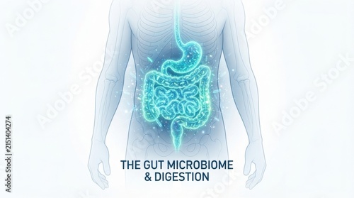 Human digestive system diagram of the gut microbiome and digestion for health infographic and education background