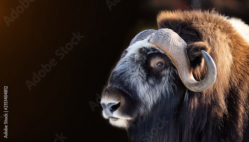 backgrounof a majestic musk ox with a thick fur coat and prominent curved horns