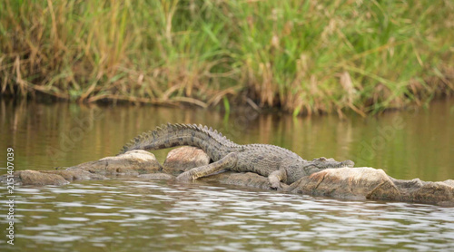 Photography Nile Crocodile basking on rocks at the water's edge, surrounded by lush riversid