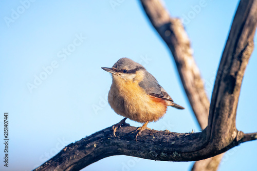 Eurasian nuthatch perching on a wooden perch.