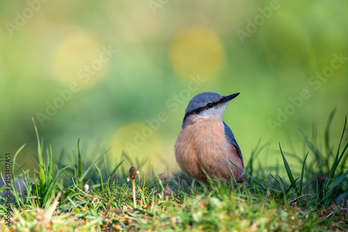 Eurasian nuthatch perching.