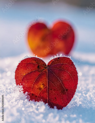 red maple leaf in the shape of a heart