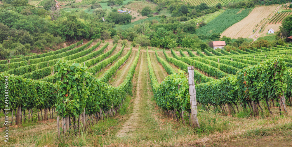 Obraz premium Converging rows of lush grapevines stretch uphill through a rolling countryside vineyard in summer. Wine country concept.