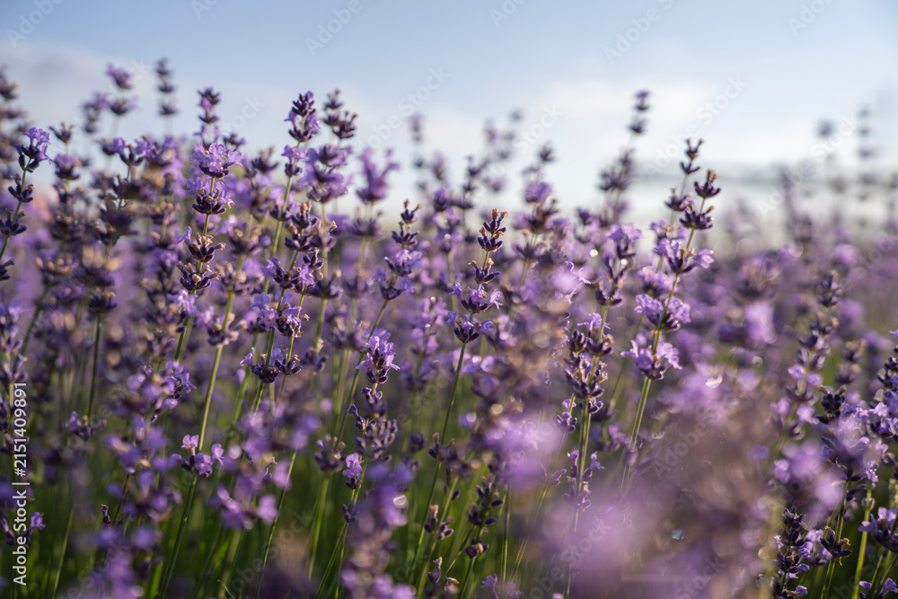 Fototapeta premium Purple blooming lavender flowers growing in field under clear sky during sunny day, representing agriculture, herbal botany, essential oils production, and nature background.