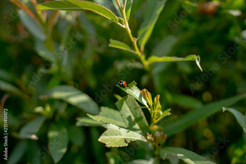 Small red ladybug sitting on edge of green succulent leaf in bright natural sunlight, representing garden pest control, nature ecosystem, and summer wildlife.