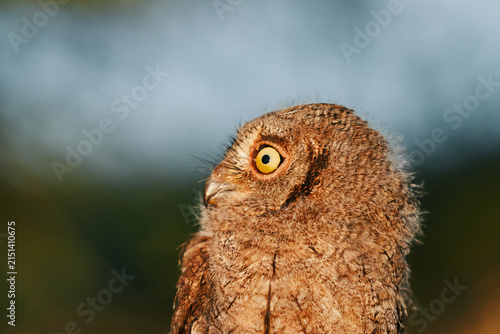 Portrait of a fluffy nestling Eurasian scops owl Otus scops perched on a tree branch in a forest. Close-up of a young wild owl chick in Wildlife habitat, featuring soft feathers, expressive eyes.