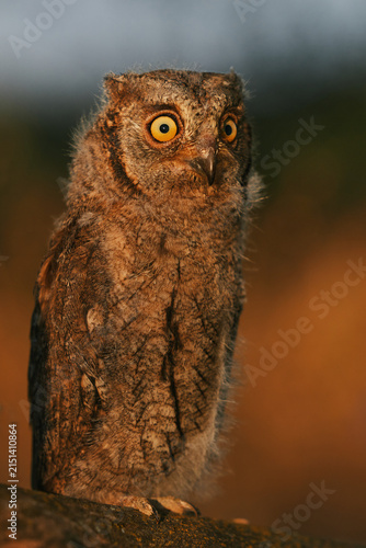 Portrait of a fluffy nestling Eurasian scops owl Otus scops perched on a tree branch in a forest. Close-up of a young wild owl chick in Wildlife habitat, featuring soft feathers, expressive eyes.