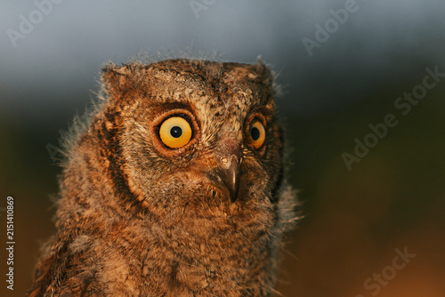 Portrait of a fluffy nestling Eurasian scops owl Otus scops perched on a tree branch in a forest. Close-up of a young wild owl chick in Wildlife habitat, featuring soft feathers, expressive eyes.