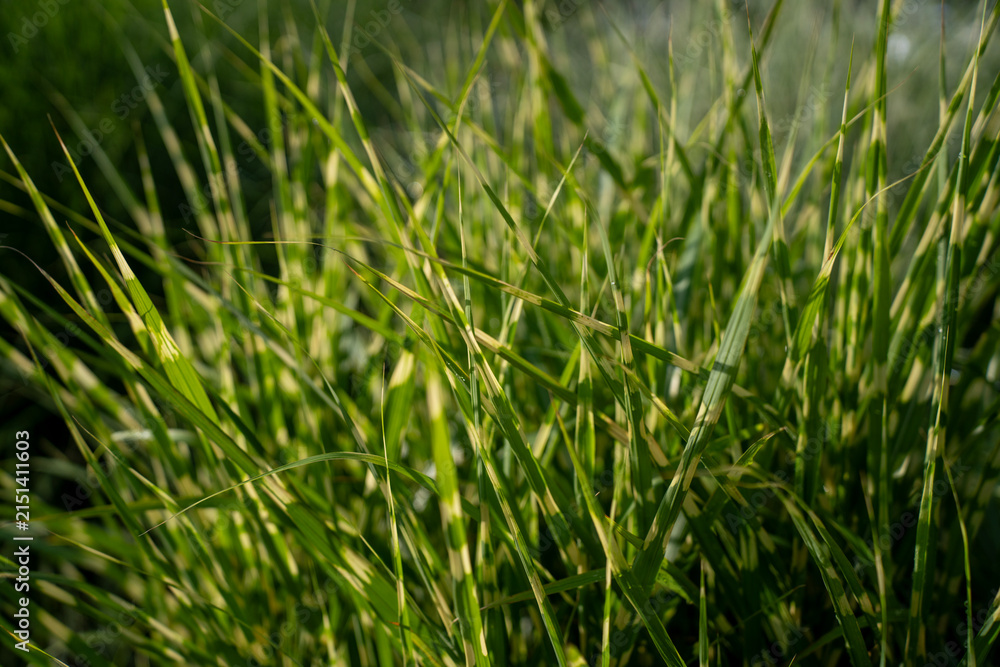 Obraz premium Variegated green and yellow leaves of zebra grass growing in garden, representing ornamental plant, landscape design, and summer botany.