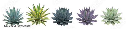 Five different agave succulent plants in various colors and shapes arranged in a row, a beautiful botanical collection for garden design and desert landscaping concepts