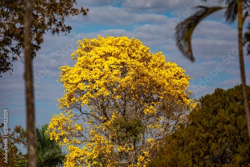 Yellow ipe tree (Handroanthus chrysotrichus) in full bloom in Brazilian Cerrado. Brazil's national symbol tree with spectacular golden flowers during dry winter season. Native Bignoniaceae.