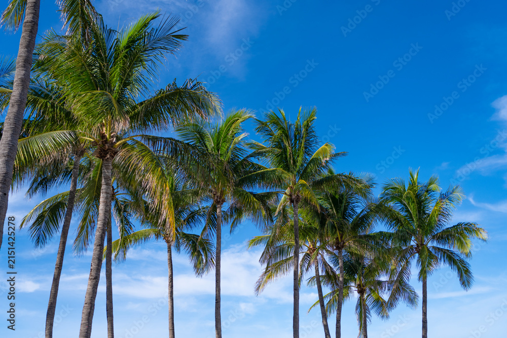 Fototapeta premium Exotic summer nature. Palm tree. Summer vacation in Miami south beach, Florida. Palm tree of California. Tropical beach in Miami. Tropical outdoor scene with palm tree. Tropical summer vacation