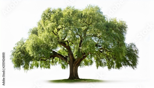 willow oak tree with green leaves isolated on a white background for nature and botanical design