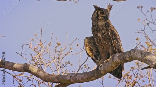 Great Horned Owl (Bubo virginianus), tiger owl, hoot owl, perched on tree branch, ear tufts raised, alert amber eyes. Powerful nocturnal raptor, widespread across the Americas, Pantanal Brazil.