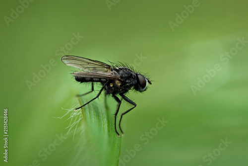 Konstfotografi Close view of a fly sitting on a green blade of grass in a natural setting durin